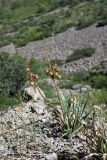 Eremurus lactiflorus. Плодоносящее растение. Южный Казахстан, хр. Каржантау, ущ. Кызылбулак. 27.05.2013.