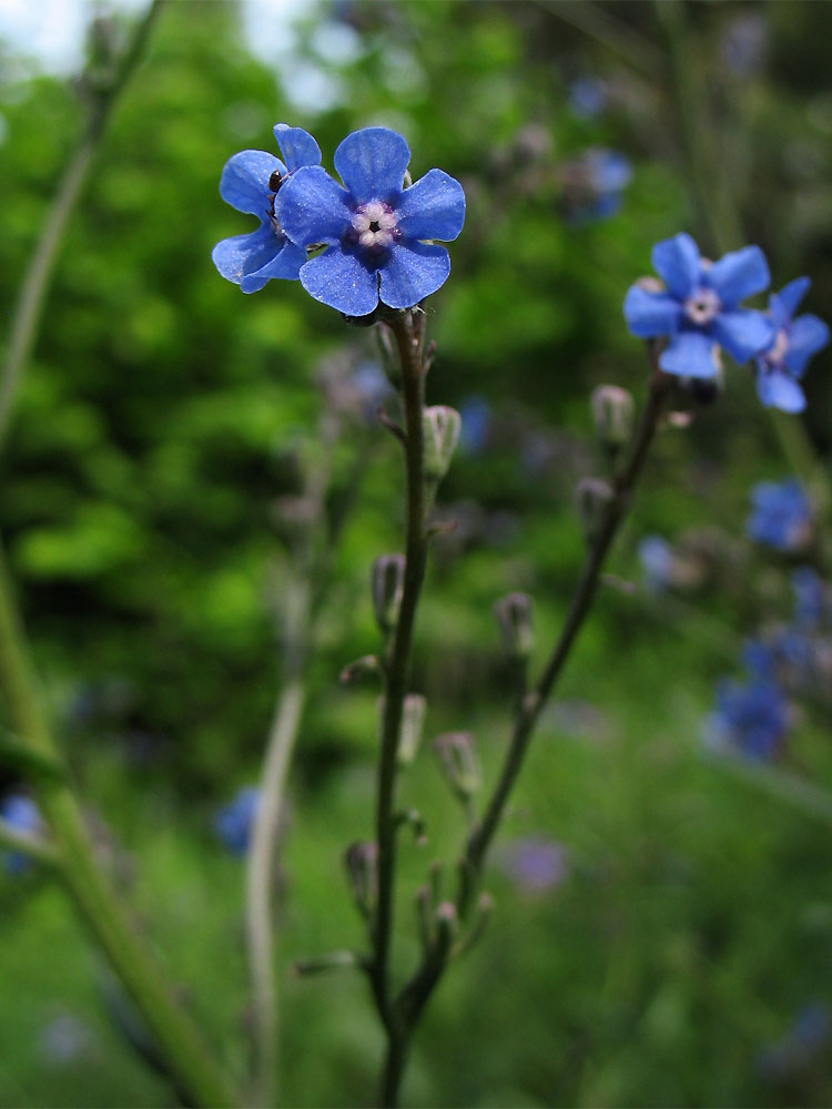 Изображение особи Cynoglottis barrelieri.