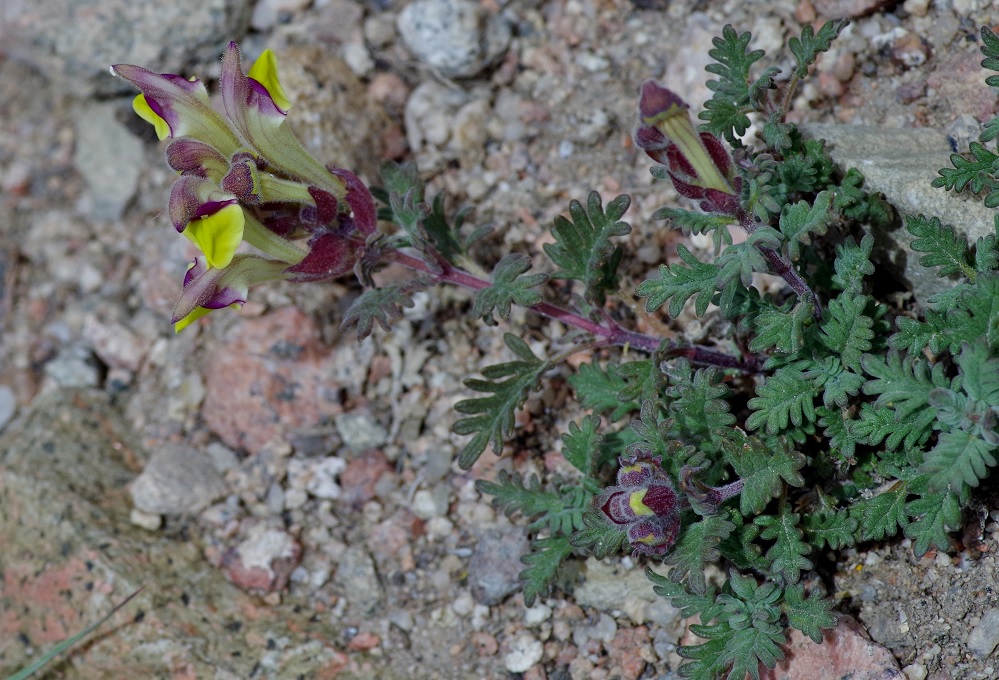 Изображение особи Scutellaria przewalskii.