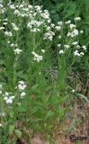 Erigeron annuus