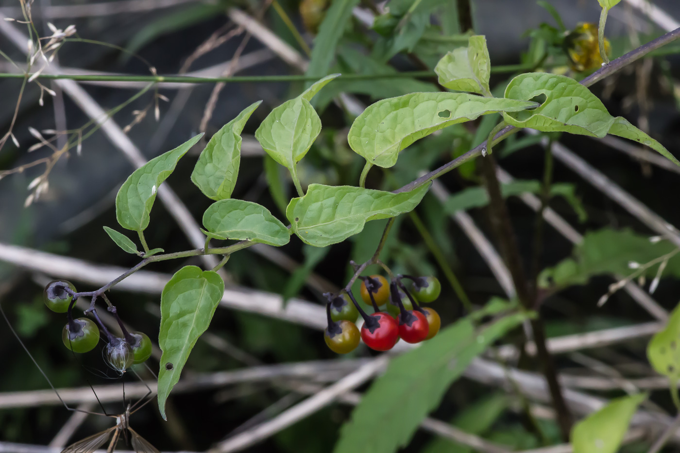 Изображение особи Solanum kitagawae.