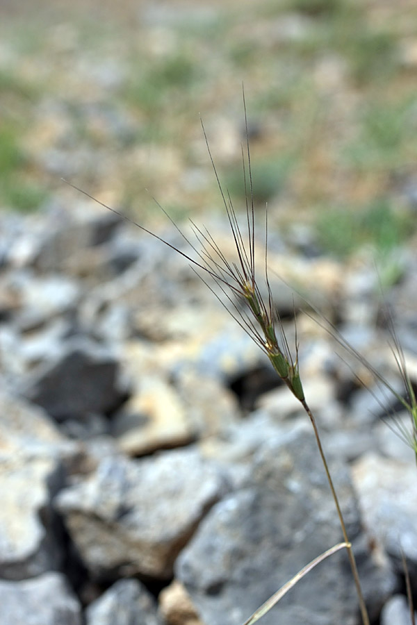 Изображение особи Aegilops triuncialis.