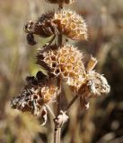 Phlomoides oreophila. Часть побега с сухими соплодиями. Кыргызстан, Нарынская обл., левый берег р. Нарын, долина руч. Бурган-Суу. 27.09.2015.