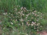 Trifolium hybridum