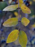 Lonicera stenantha. Верхушка веточки с листьями в осенней окраске. Кыргызстан, Нарынская обл., левый берег р. Нарын, долина руч. Бурган-Суу. 27.09.2015.