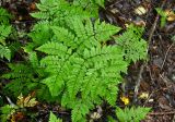 Dryopteris amurensis. Вайя. Приморье, Лазовский р-н, окр. села Беневское, долина р. Еломовский ключ, смешанный лес. 18.08.2015.