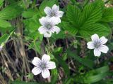 Geranium krylovii