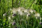 Pulsatilla pratensis