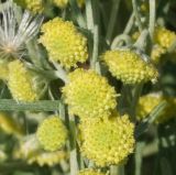 Artemisia absinthium