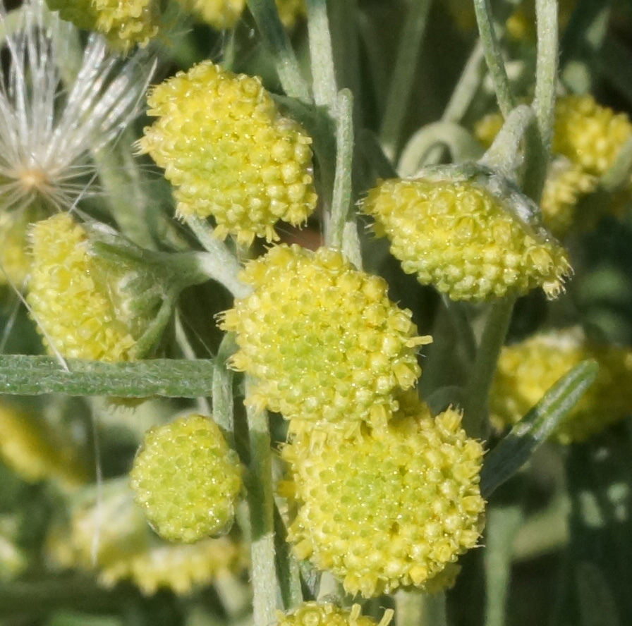 Image of Artemisia absinthium specimen.