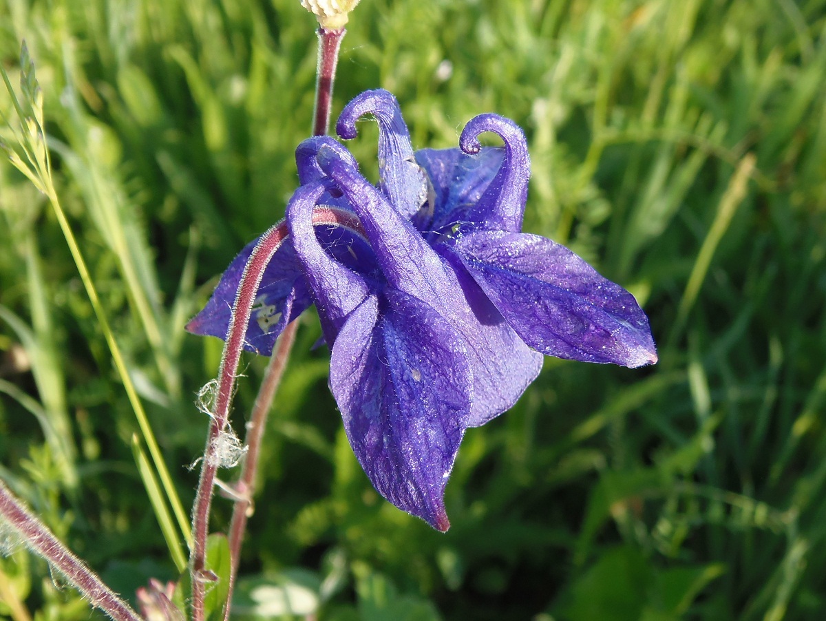 Изображение особи Aquilegia vulgaris.