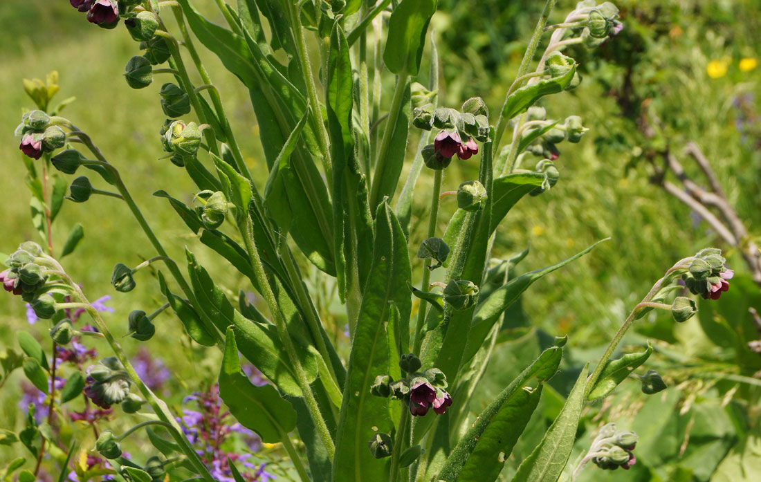 Изображение особи Cynoglossum officinale.