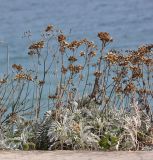 Senecio cineraria. Группа плодоносящих растений. Южный берег Крыма, Никитский ботанический сад, экспозиция \"Парк приключений\" (бывший Приморский парк), одичавшее. 22 августа 2015 г.