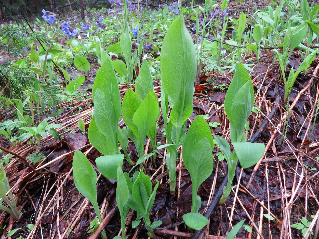 Изображение особи Bupleurum longifolium ssp. aureum.