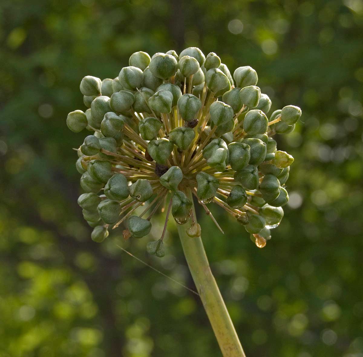 Изображение особи Allium aflatunense.