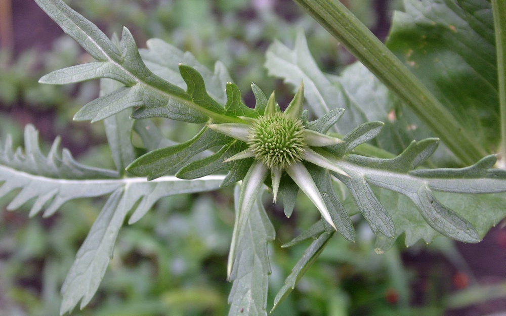 Изображение особи Dipsacus laciniatus.