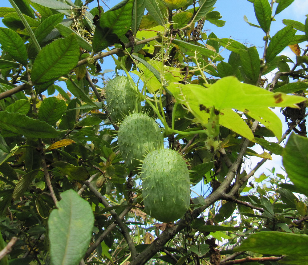 Изображение особи Echinocystis lobata.