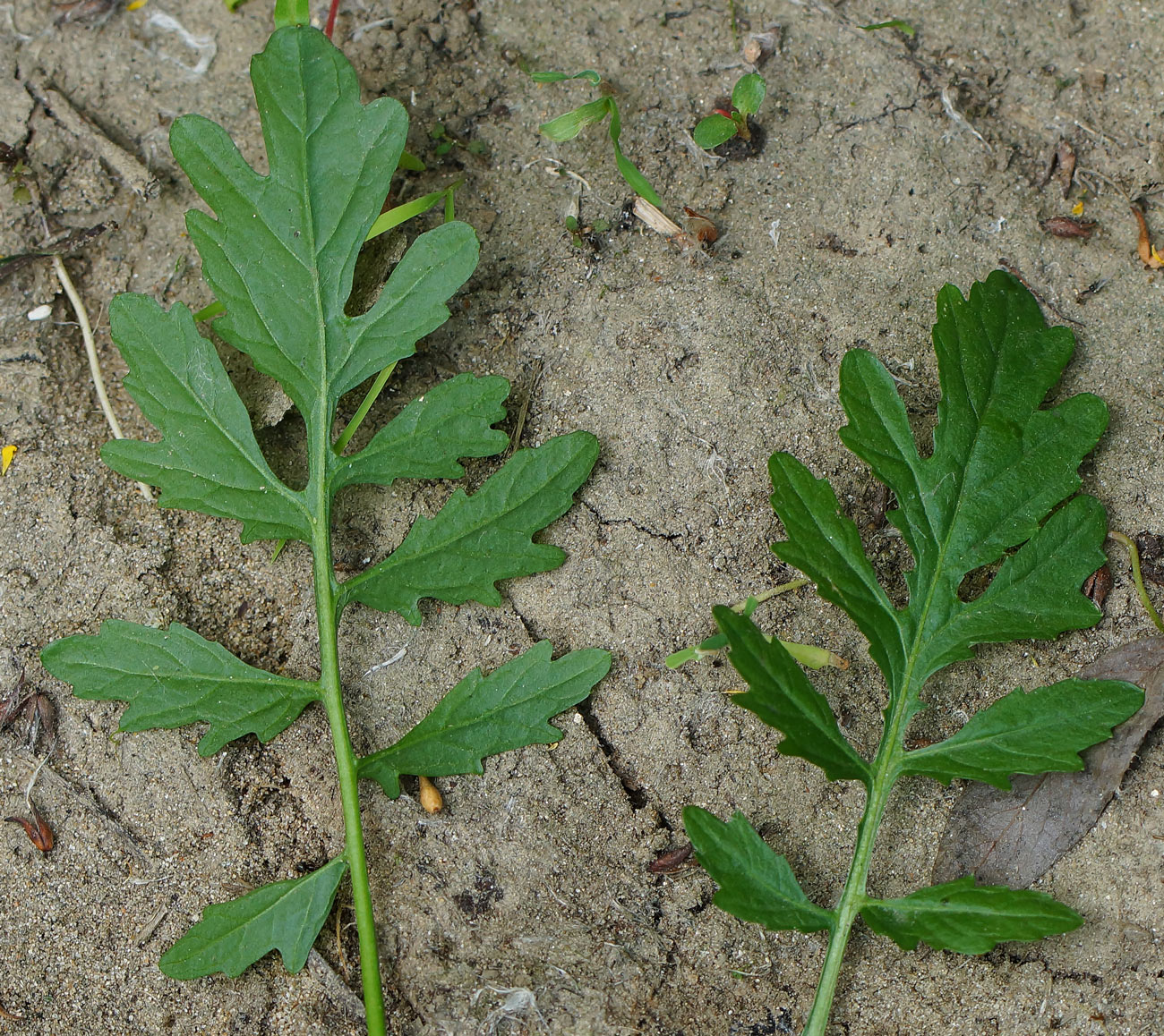 Изображение особи Rorippa sylvestris.