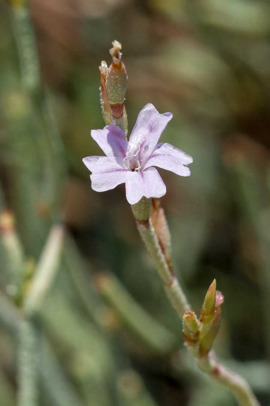 Изображение особи Limonium proliferum.