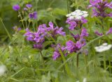 Betonica macrantha. Верхушки побегов с соцветиями. Кабардино-Балкария, г. Чегет, субальпийский луг. 09.07.2008.