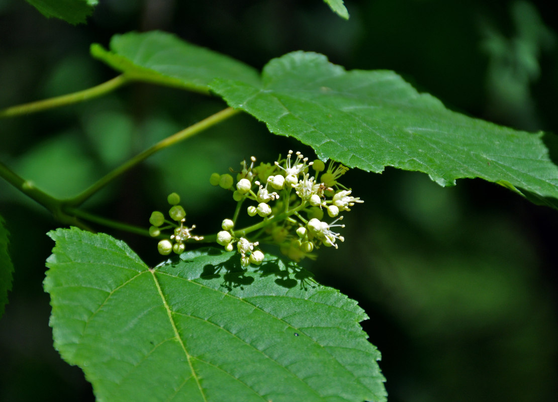 Изображение особи Acer tataricum.