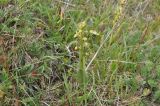 Dactylorhiza viridis