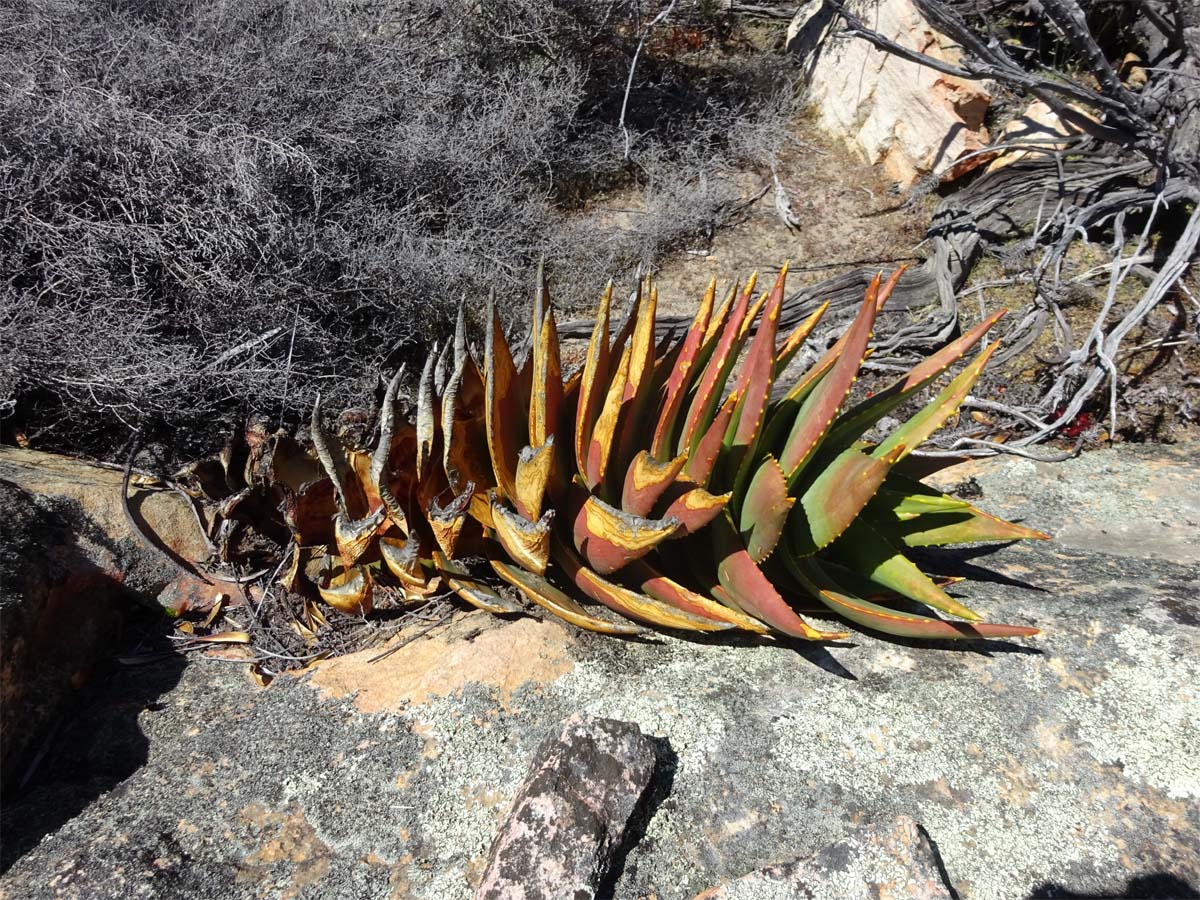 Image of Aloe perfoliata specimen.