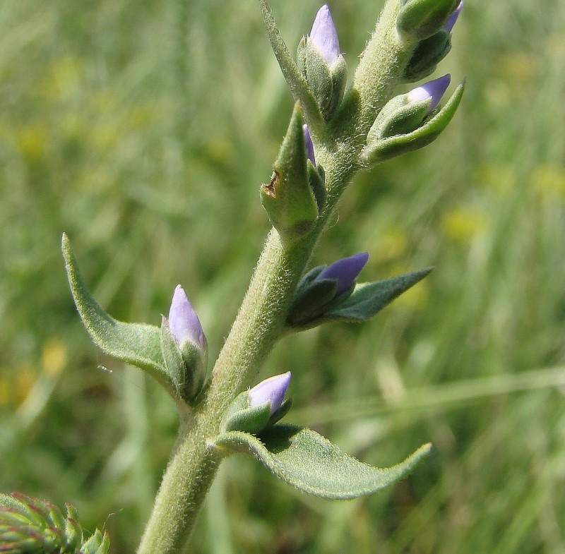 Image of Veronica barrelieri specimen.