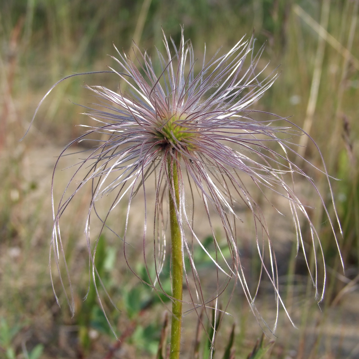 Image of Pulsatilla dahurica specimen.