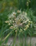 Allium alaicum