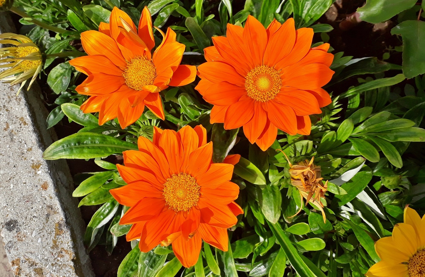 Изображение особи род Gazania.