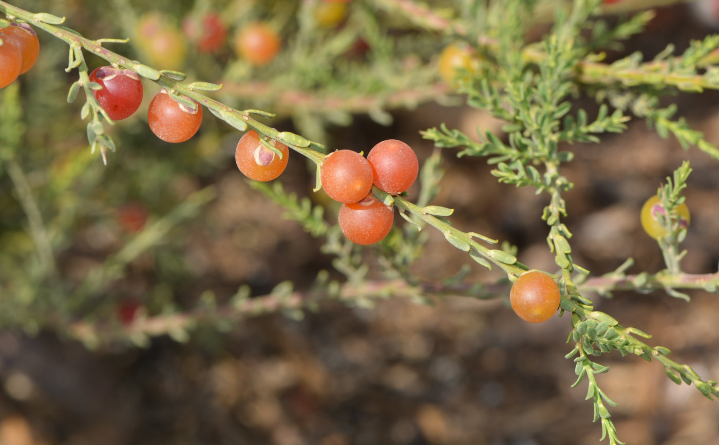 Изображение особи Muraltia spinosa.