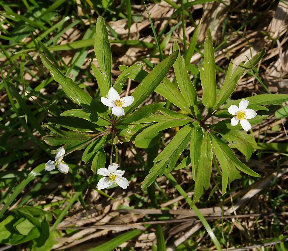 Изображение особи Anemone caerulea.