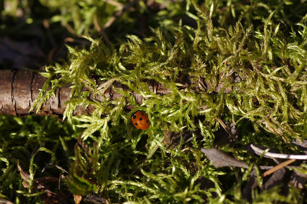 Image of Cirriphyllum piliferum specimen.