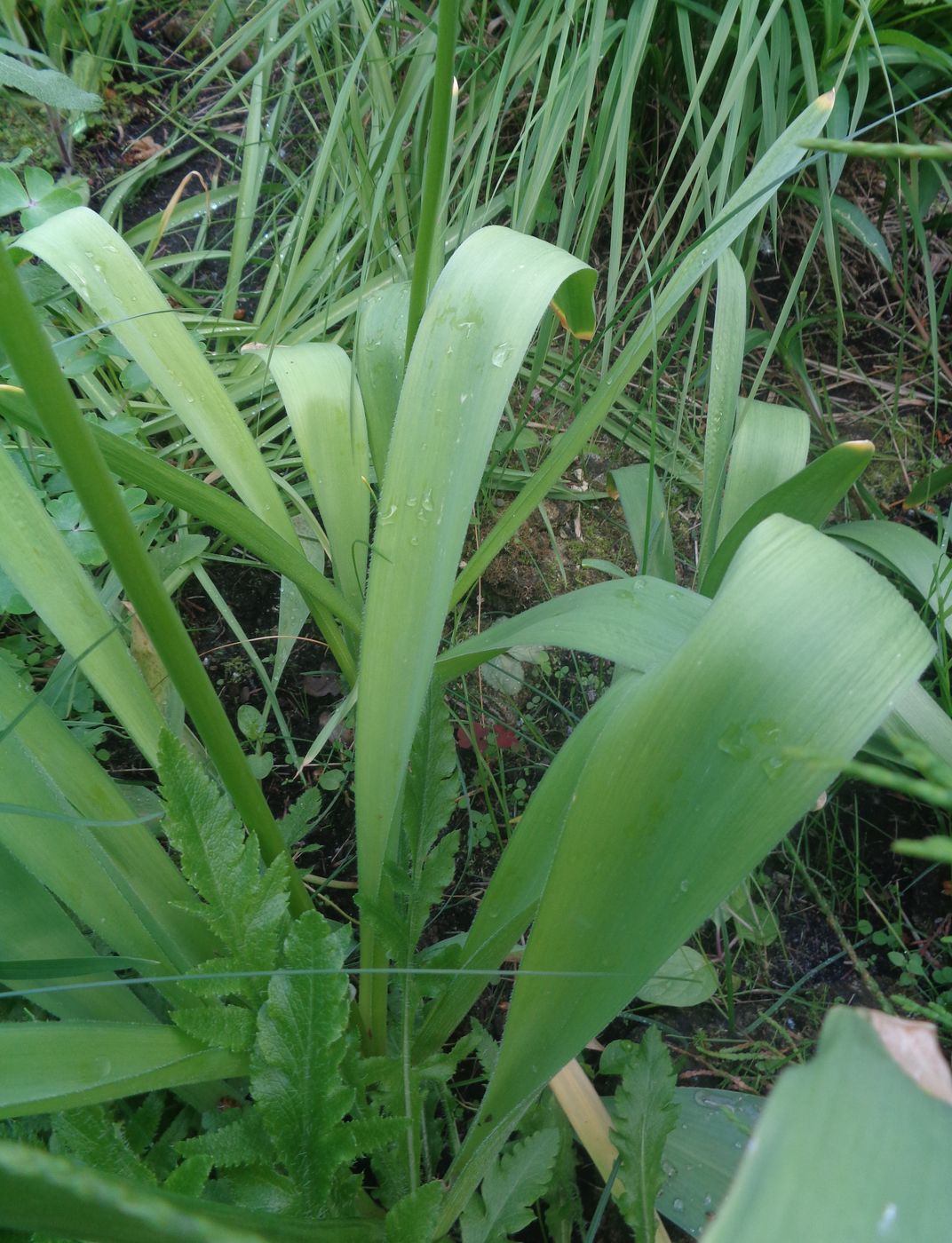 Image of Allium stipitatum specimen.