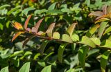 Hypericum hookerianum