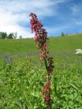 Rumex acetosa. Верхушка цветущего растения. Казахстан, Центральный Алтай, окр. оз. Рахмановское, ≈ 1800 м н.у.м., разнотравный луг на склоне южн. экспозиции. 26 июня 2019 г.