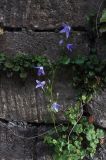 род Campanula. Цветущее растение. Великобритания, Англия, парк \"Landscape Garden\", возле каменной стены парка. 21.01.2019.