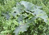 Arctium leiospermum