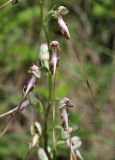 Himantoglossum caprinum. Часть соцветия. Крым, Симферопольский р-н, окр. с. Перевальное, ур. Аян, луг среди кустарников. 18 июня 2020 г.