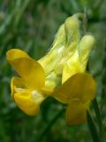 Lathyrus pratensis