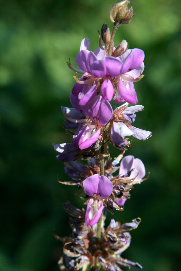 Изображение особи род Desmodium.