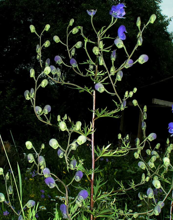 Изображение особи Aconitum ambiguum.