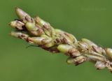 Plantago camtschatica