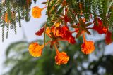 Delonix regia