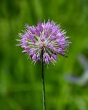 род Allium