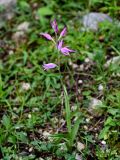 Cephalanthera rubra. Цветущее растение. Грузия, Имеретия, каньон Окаце, опушка широколиственного леса. 15.06.2023.