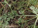 Artemisia arenaria