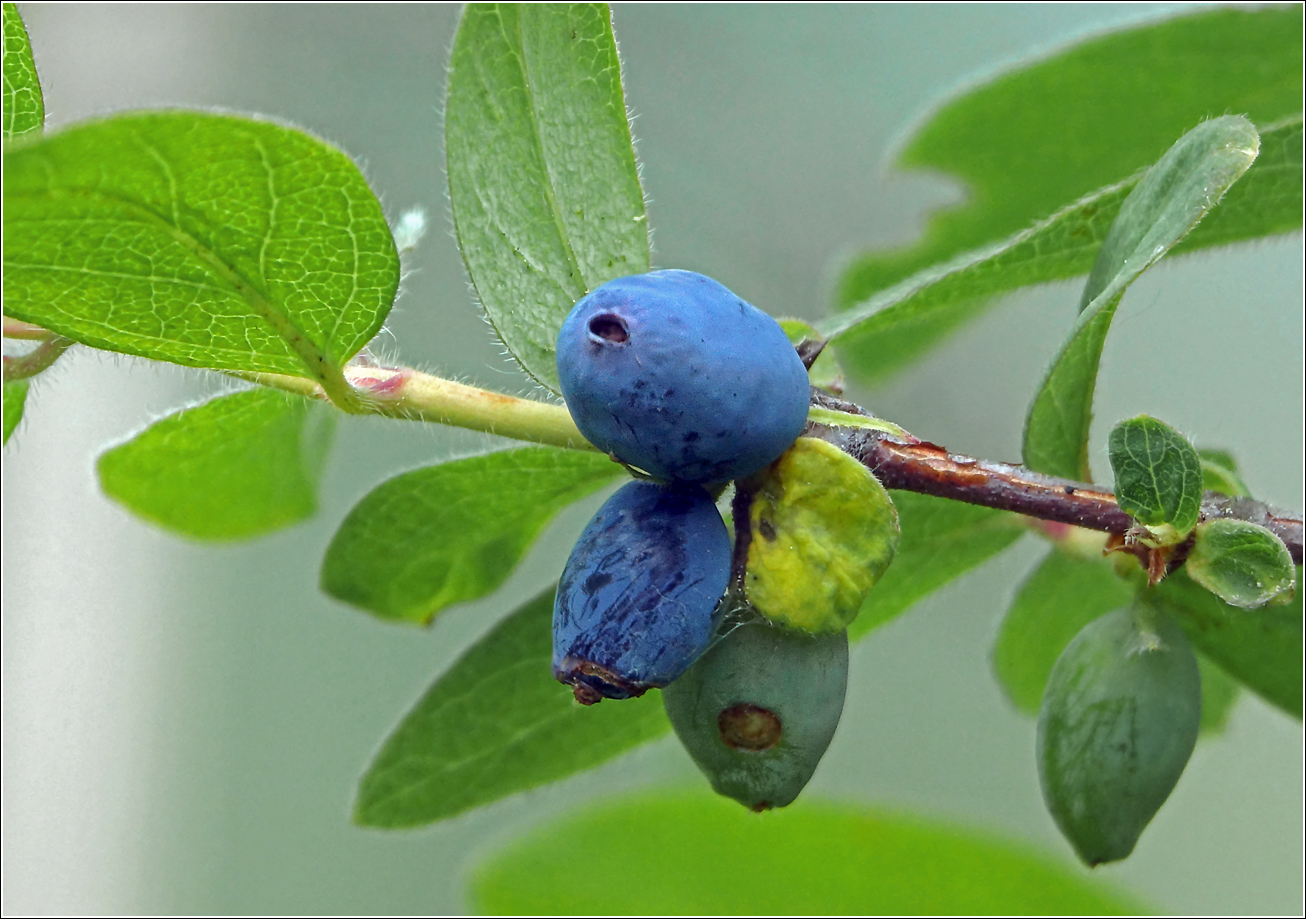 Изображение особи Lonicera edulis.