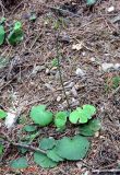 Soldanella montana